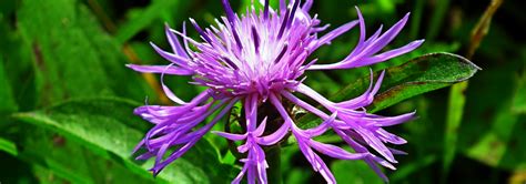 Free Your Life With Plant Therapy And Essential Oils Bergamot The