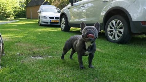 Guía Completa para el Cuidado del Bulldog Frances Blue Adulto | Bulldog ...