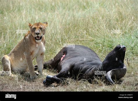 East African Lion Massai Lion Panthera Leo Nubica Lioness Devouring