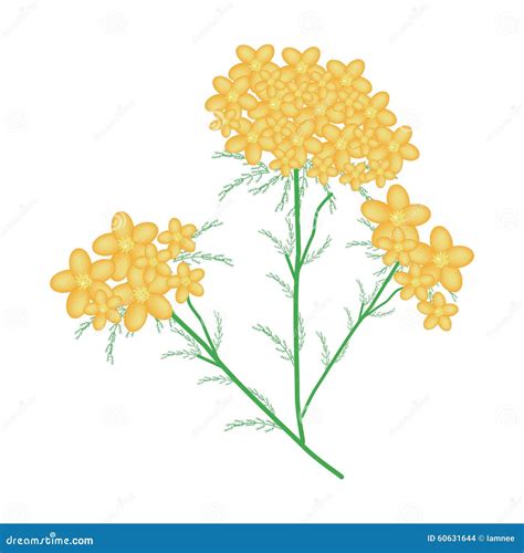 Milenrama O Flores Amarilla De Achillea Millefolium Ilustración Del Vector Ilustración De