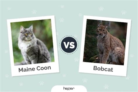 Maine Coon vs Bobcat: How Are They Different? (with Pictures) | Hepper