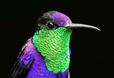 Beautiful Purple Hummingbirds