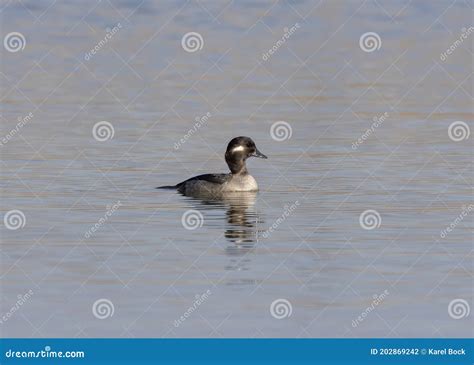 Adult Female Bufflehead It A Small North American Diving Duck With A