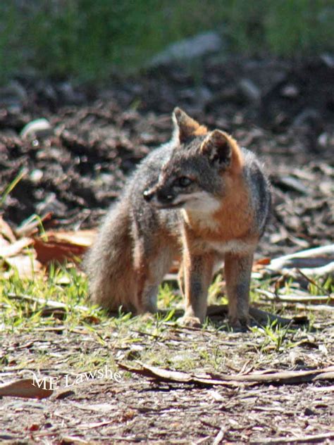 Friends of the Island Fox: Visiting The Channel Island Fox