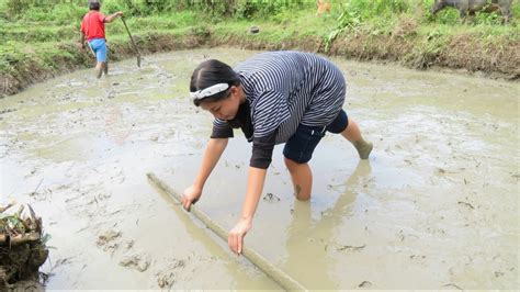 Rice Production Raising Seedlings Wet Bed Method Youtube