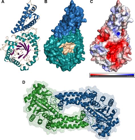 Bioinformatic Enzymatic And Structural Characterization Of Trichuris