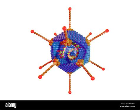 Adenovirus structure, illustration Stock Photo - Alamy