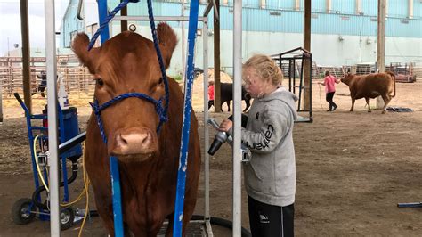 Cattle Shows - Prairieland Ag Center