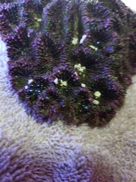 Bubble algea? | Reef2Reef