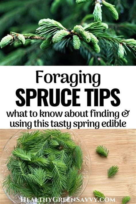 Spruce Tips: How to Forage & Use a Delicious Spring Edible