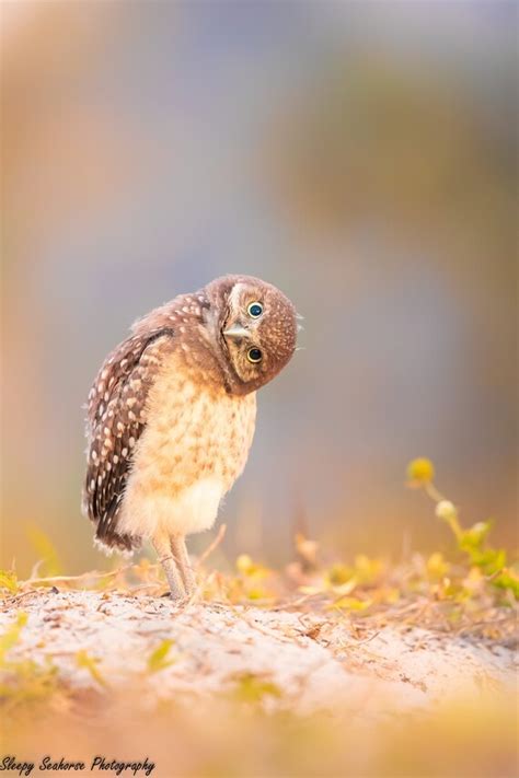 Curious Burrowing Owl Chick Florida Usa Nature Photo Print By Cindy Barbanera Wedel The Owl