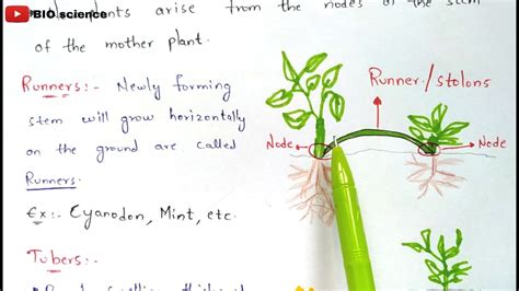 Vegetative Propagation In Higher Plants Natural And Artificial