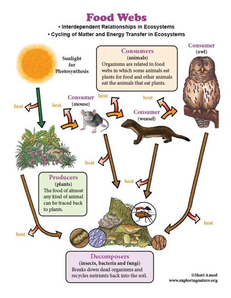 Learn about Food Webs on Exoloringnature.org 7th Grade Science, Elementary Science, Teaching ...