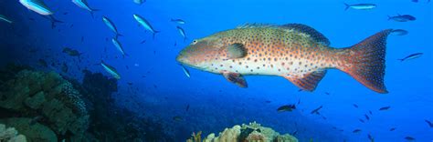 Fish Lightly To Keep Snapper On The Reef Lancaster University