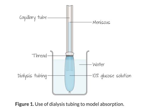 Topic 6 Human Physiology Flashcards Quizlet