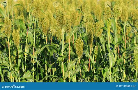 Jowar Grain Sorghum Crops Stock Image Image Of Growth