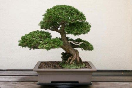 Jak Zrobi Bonsai Z Nasion