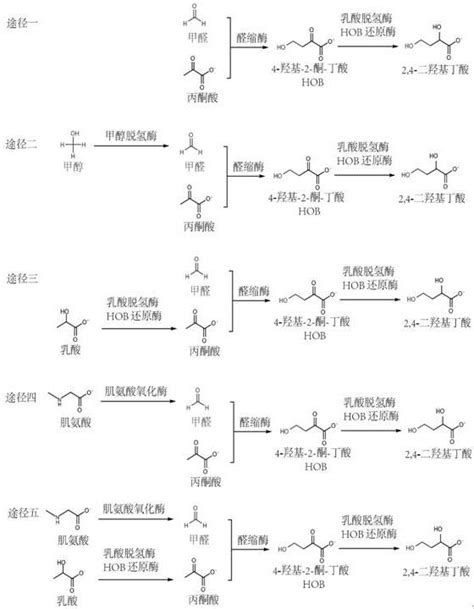 一种24 二羟基丁酸生物合成途径的构建方法及应用