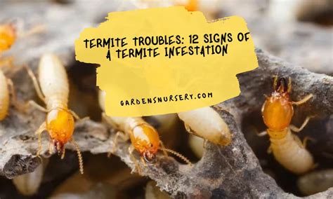 Termite Troubles Most 12 Signs Of A Termite Infestation