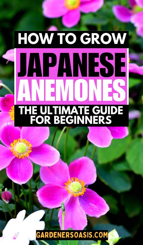 Japanese Anemones How To Grow And Care For These Fall Blooming Flowers