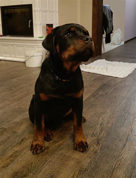 Rottweiler piękny piesek ZKwP Malinowice OLX pl