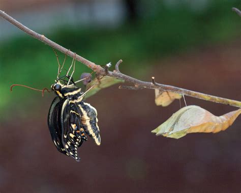 Zebra Swallowtail Butterfly Life Cycle