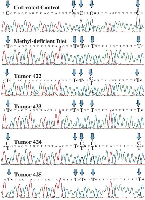 Typical Electropherograms Of A Selected Region Of The GSTP Promoter