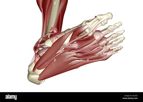 The muscles of the foot Stock Photo - Alamy