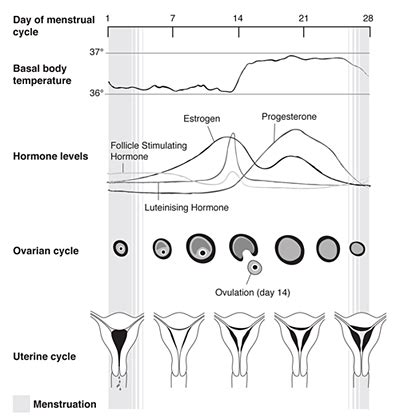 The Ovarian Cycle The Menstrual Cycle And Menopause 40 OFF