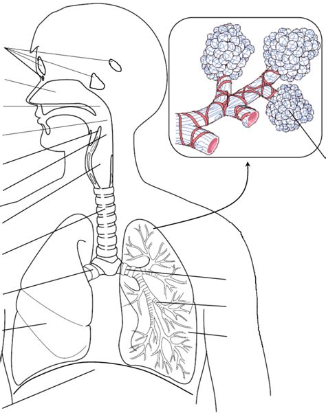 Respiratory System Diagram Not Labeled