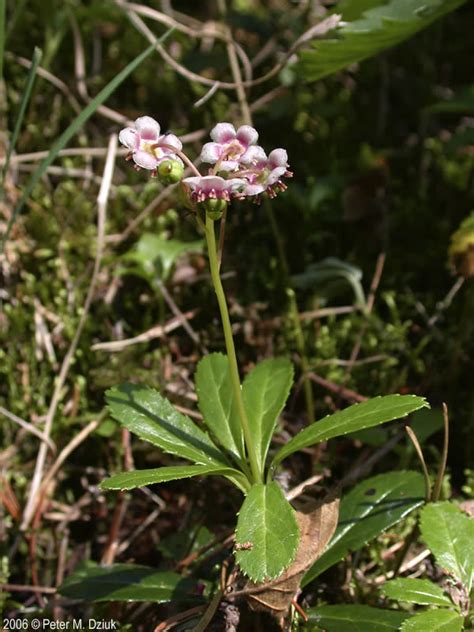 Chimaphila Umbellata Pipsissewa Minnesota Wildflowers