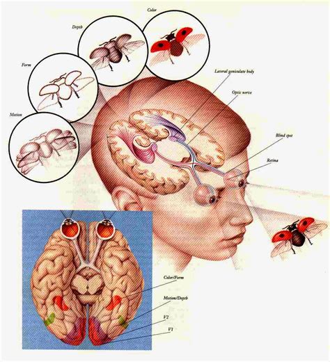 How the Eye works with the brain ~ Optometrist Salary