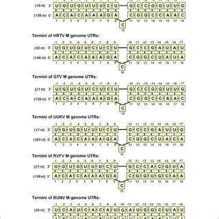 Sftsv N And L Proteins Can Interact With Heterogenous Minigenomes