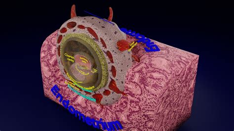 ArtStation - Human embryo 15-28 days 3-4 weeks gastrulation | Resources