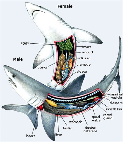 Reproduction - The Leopard Shark