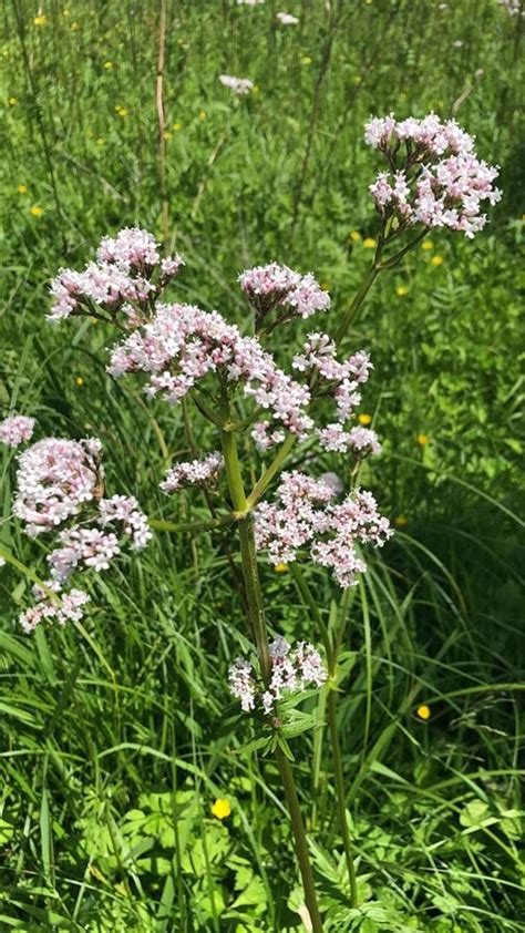 Valériane officinale Délices de Tortues