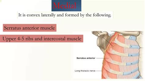 Axilla anatomy | PPT