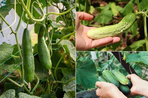 cach trong dua leo ngay tai nha qua tuoi ngon nang suat cao