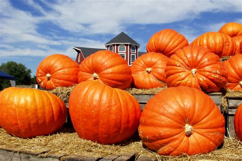 An Abundance Of Pumpkins New England