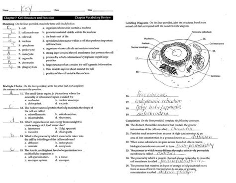 Tissue Worksheet Anatomy Answer Key Anatomy Worksheets