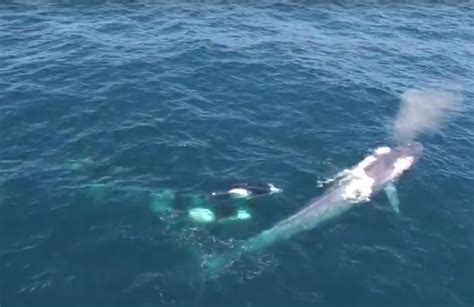 Dramatic rare footage of killer whales harassing enormous blue whale captured on camera