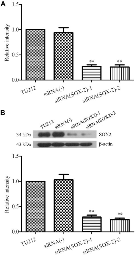 Silencing Sox2 Expression By Rna Interference Inhibits Proliferation