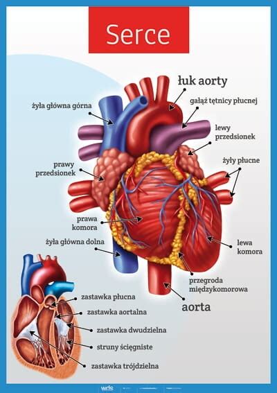 Serce Anatomia człowieka złożony