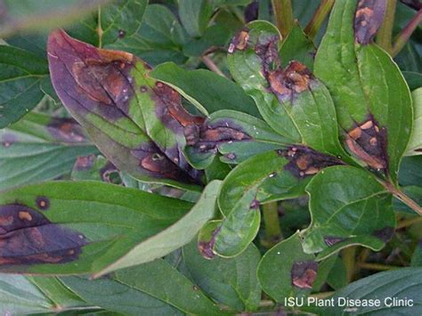 Peony Leaf Blotch Plant And Insect Diagnostic Clinic Peony Leaves