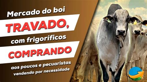 Mercado do boi travado frigoríficos comprando aos poucos e