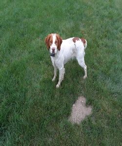 Brittany Dog Breeders