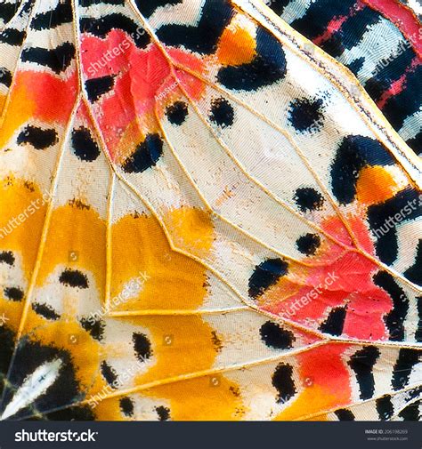 Closeup Monarch Butterfly Wing Pattern Stock Photo 206198269 | Shutterstock