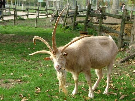 Four Horned Goat Goat Love Pinterest