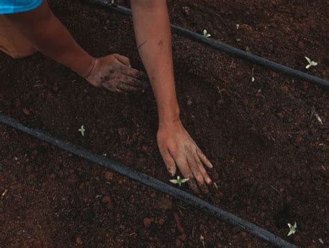 Qu Fertilizantes No Se Pueden Mezclar Entre S