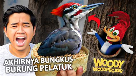 Beli Burung Pelatuk Woody Woodpecker Paling Unik Youtube